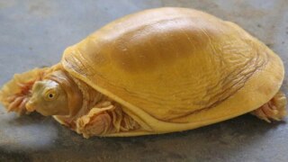 Rare Turtle Born With Golden Shell Found in Nepal, Hailed as an Incarnation of Lord Vishnu