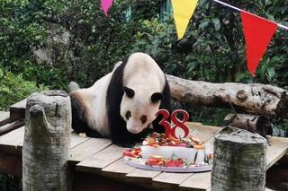 Awwdorable! World's Oldest Captive Giant Panda Celebrates 38th Birthday With Customised Cake