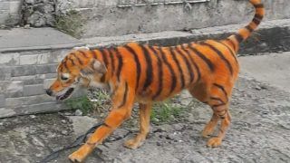 अजब-गजब: आवारा कुत्ते को बना दिया 'बाघ', पूरे शरीर पर किया पेंट, देखें Photos