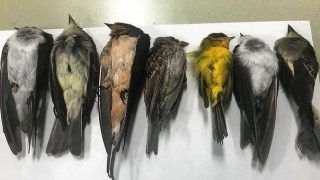 Unexplained Mystery: Thousands of Migratory Birds Found Dead in New Mexico, Scientists Baffled