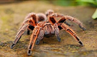 Spider Venom, a Painkiller For Irritable Bowel Syndrome