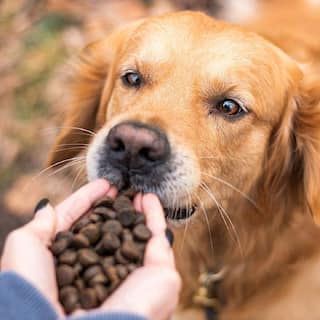 Losing A Pet Can Trigger Mental Health Issues In Kids: Study