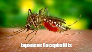 Japanese Encephalitis on The Verge of Eradication, Says Yogi Adityanath; Know All About This Condition
