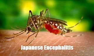Japanese Encephalitis on The Verge of Eradication, Says Yogi Adityanath; Know All About This Condition