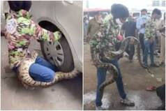 Watch | Rock Python Caught Under The Wheels of a Car in Mumbai, Rescue Video Goes Viral