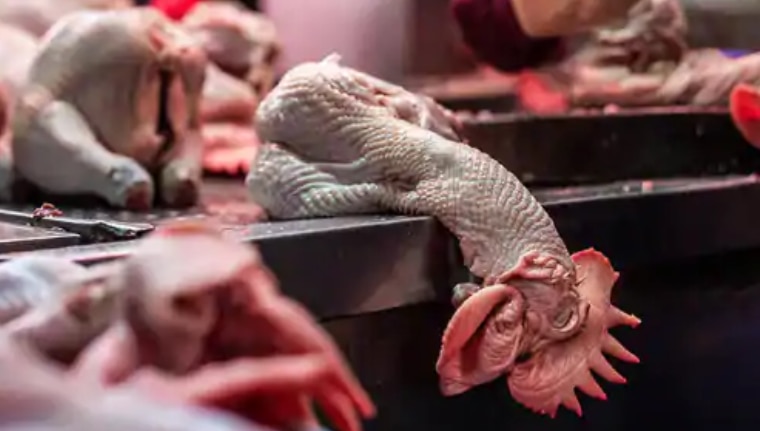 Just Like China's Wuhan, India Too Has Many Wet Markets Which Could Trigger the Next Pandemic!