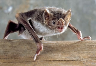 Bats Too? Study Says Vampire Bats Practice Social Distancing When They Get Sick