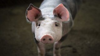 Swine Coronavirus, Another Deadly Infection Capable of Affecting Humans