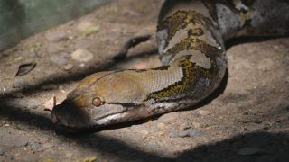 Watch: 8-Foot Long Python Found in Car in Hisar Market, Rescued by Forest Department