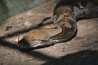 Watch: 8-Foot Long Python Found in Car in Hisar Market, Rescued by Forest Department