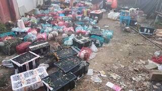 The Horror: 4000 Pets Including Cats, Dogs & Rabbits Bought Online Found Dead in China