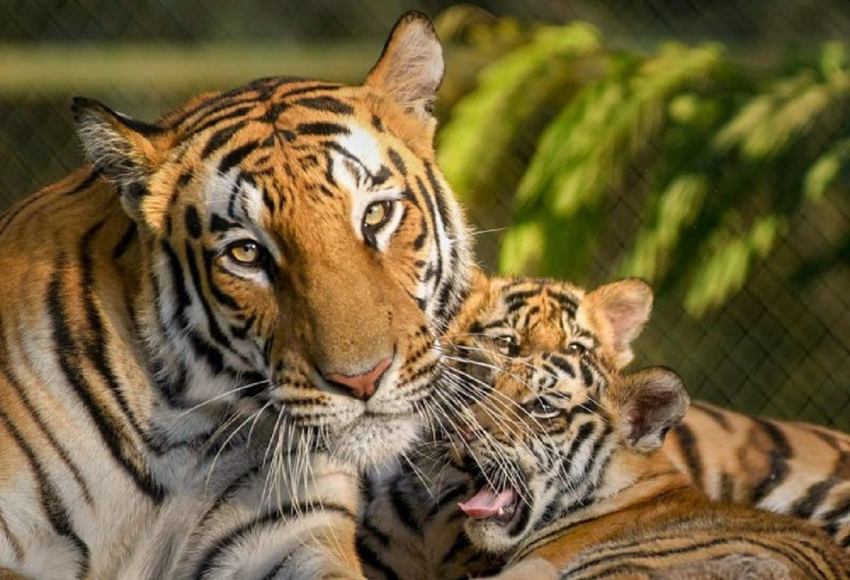 SBI Adopts 15 Tigers in Hyderabad Zoo for One year