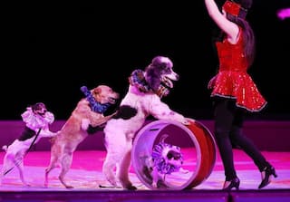 Circus: कहीं खो ना जाएं जोकर, रिंग मास्टर, करतब दिखाते शेर, हाथी, मौत के कुएं में दौड़ती मोटरसाइकिल...