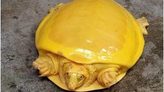After Odisha, Rare Bright Yellow Turtle Found In West Bengal; Pictures Stun The Internet