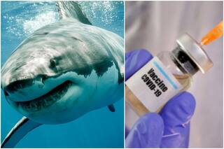 'How Selfish Are Humans': Petition Filed After Decision to Kill 5 Lakh Sharks For Covid-19 Vaccine Horrifies The Internet