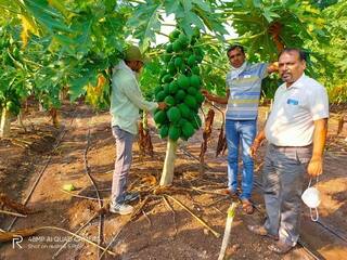 कोरोना काल के दौरान इस किसान ने पेश की मिसाल, पपीते की खेती कर बना लखपति