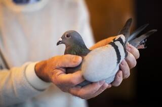 Viral Video: 14 करोड़ से ज्यादा कीमत में बिका ये कबूतर, बना विश्व रिकॉर्ड, आखिर इसकी खासियत क्या है?