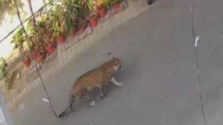 Viral Video: गाजियाबाद में सड़क पर घूमता दिखा तेंदुआ, सीसीटीवी में कैद वीडियो