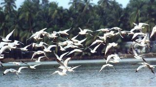 As Winter Sets In, Thousands of Migratory Birds Arrive at Odisha's Bhitarkanika National Park