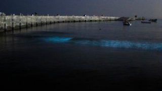 'Magical' Blue Tide Spotted in Mumbai Beaches, Know More About This Natural Phenomenon