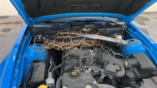 Watch Video: Florida Wildlife Officials Remove 10-ft-long Burmese Python From Car Engine