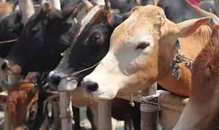 Assam Passes Cattle Protection Bill as Opposition Stages Walkout. All You Need to Know About The Proposed Law