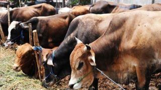 Karnataka's Cow Slaughter Bill Rattles Oppn: JDS Says Farmers Will be Affected, Cong Accuses BJP of Polarising Communities