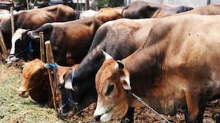 MP Govt to Form a 'Gau Cabinet' For Protection of Cows, Panel's First Meeting on Nov 22