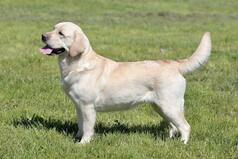 Labrador to Undergo DNA Test to Settle Ownership Dispute in Madhya Pradesh's Hoshangabad