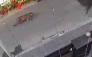 Panic After Leopard Spotted Roaming in Streets of Ghaziabad | Watch CCTV Footage