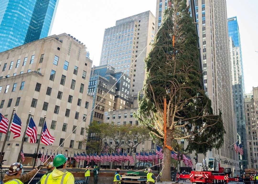 New York City's 75foottall Rockefeller Center Christmas Tree Goes Up