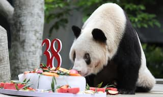 Xinxing, World's Oldest Giant Panda in Captivity, Dies of Multiple Organ Failure at 38 in China