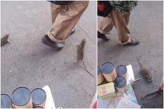 Bizarre! Chinese Man Seen Taking Two Rats For a 'Walk' With Wires Tied to Their Mouths