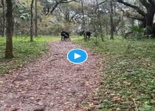 Viral Video: जंगली घोड़ों ने प्रोफेशनल चोरों की तरह चुराया बच्चे का झूला, वीडियो देख बेहोश हो रहे लोग