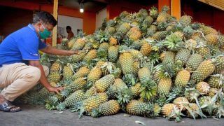 In Solidarity: Kerala Farmers Send 16 Tonnes of Pineapples to Protesting Peasants in Delhi