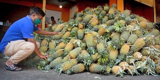 In Solidarity: Kerala Farmers Send 16 Tonnes of Pineapples to Protesting Peasants in Delhi