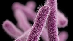 Forget Coronavirus, Brain-Eating Amoeba is Spreading in US Which is Immensely Deadly - All You Need to Know
