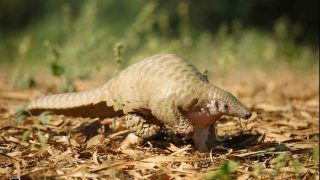 Rare & Endangered Indian Pangolin Rescued Near Agra, Released Back Into Its Natural Habitat