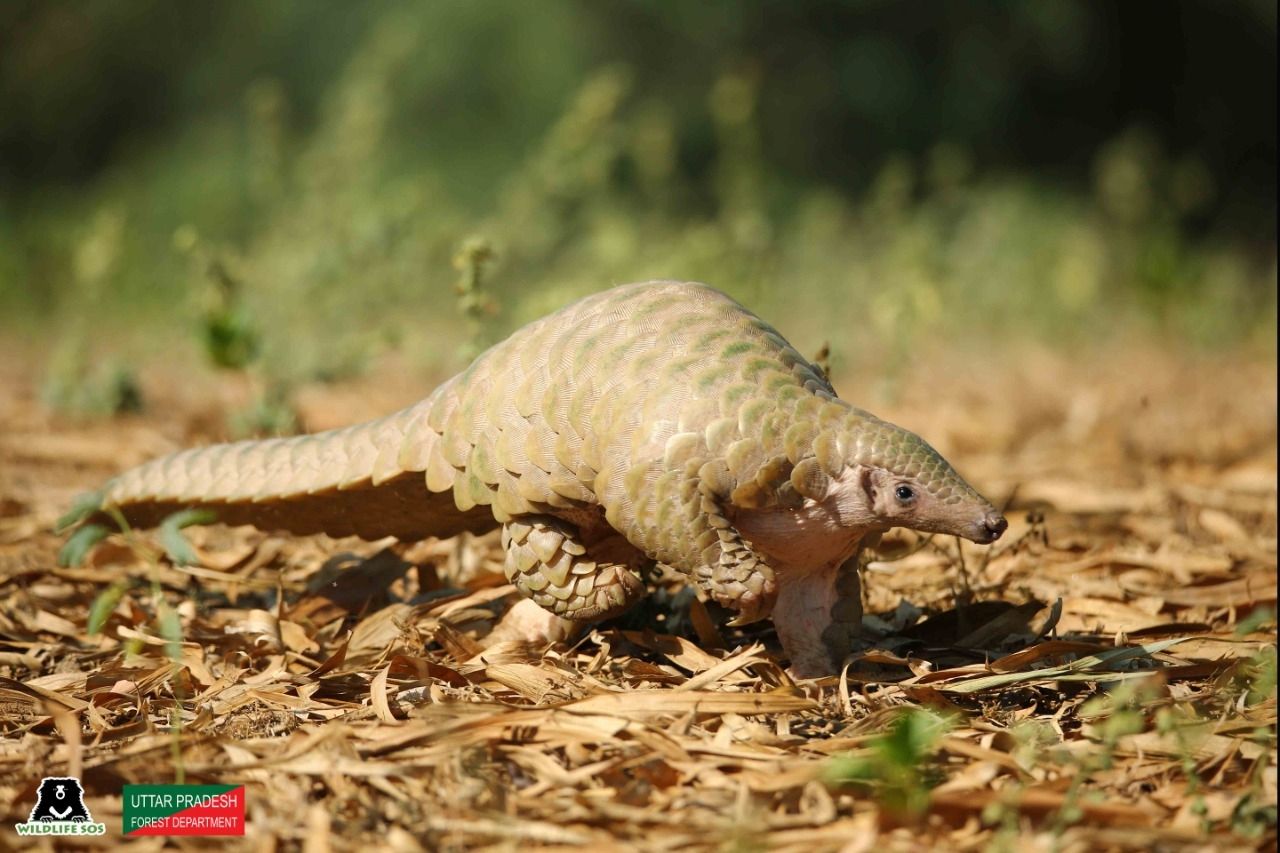 Rare & Endangered Indian Pangolin Rescued Near Agra, Released Back Into