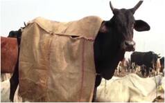 Jute Coats, Bonfires: Here's How Uttar Pradesh is Making Sure Cows Stay Warm in Winter
