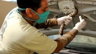 Unexpected Passenger: 4-Feet-Long Indian Rock Python Found Inside Car's Bonnet in Agra