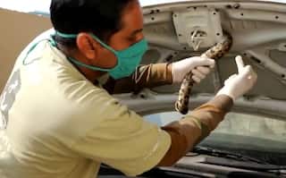 Unexpected Passenger: 4-Feet-Long Indian Rock Python Found Inside Car's Bonnet in Agra