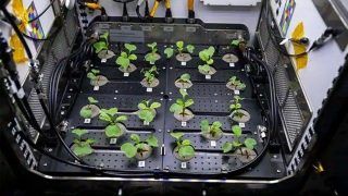 Wow! Major Breakthrough As NASA Astronaut Grows Radishes In Space Under Microgravity | Watch Video