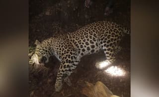 Man-Eater Leopard Who Killed 8 People in Maharashtra Shot Dead by Forest Department