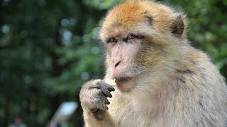 Monkey Snatches Bag Containing Rs 4 Lakh in UP's Sitapur, Tears & Throws Currency Notes in The Air