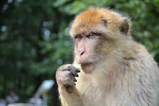 Monkey Snatches Bag Containing Rs 4 Lakh in UP's Sitapur, Tears & Throws Notes in The Air
