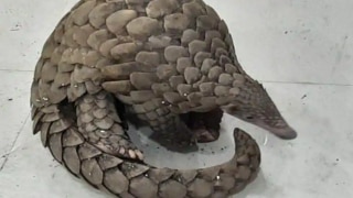 Pangolin Rescued as Odisha Police Busts Illegal Wildlife Trade Racket in Cuttack, One Arrested