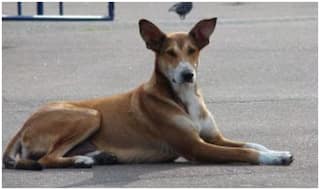 Odisha: Stray Dog Carries Body of Newborn Baby Inside Govt Hospital, Police Launch Probe