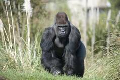 Now, Several Gorillas at US' San Diego Park Test Positive for Coronavirus