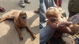 Abnormal Goat Kid Born With Large Eye Socket on Its Forehead, People Flock to UP Village to See It